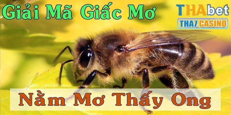 Việc nằm mơ thấy ong có ý nghĩa gì?